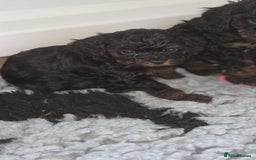 Cavapoo dogs for sale: Beautiful phantom F1B cavapoos - Image 8