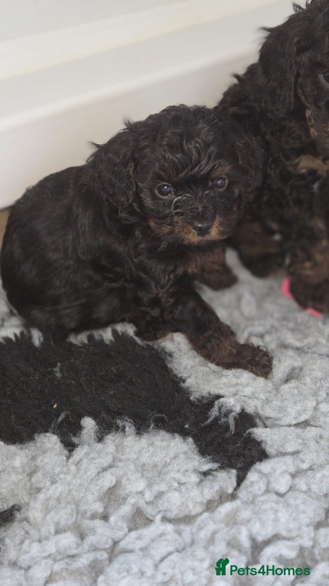 Cavapoo dogs for sale: Beautiful phantom F1B cavapoos - Image 8