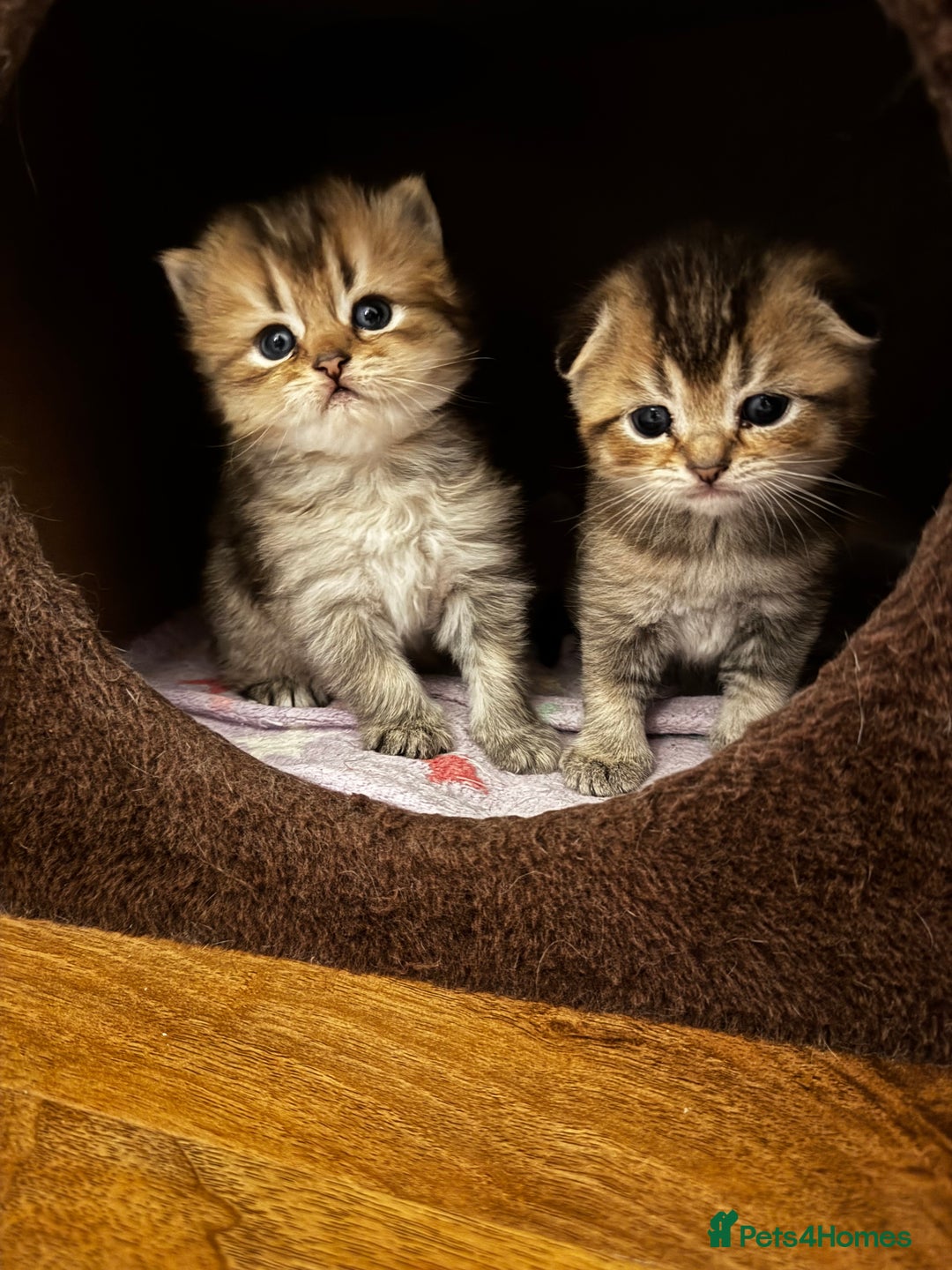 Scottish Fold cats for sale: Purebred Chinchilla Scottish Fold Kittens  🐾 - Advert 20