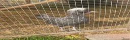 Chickens poultry for sale: Polish growers  - Advert 4