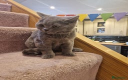 British Shorthair cats for sale: One kitten left British Blue Boy - Image 12