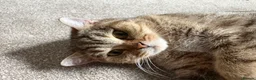 British Shorthair cats for sale: Golden Ticked Tabby GCCF British Shorthair - Advert 5