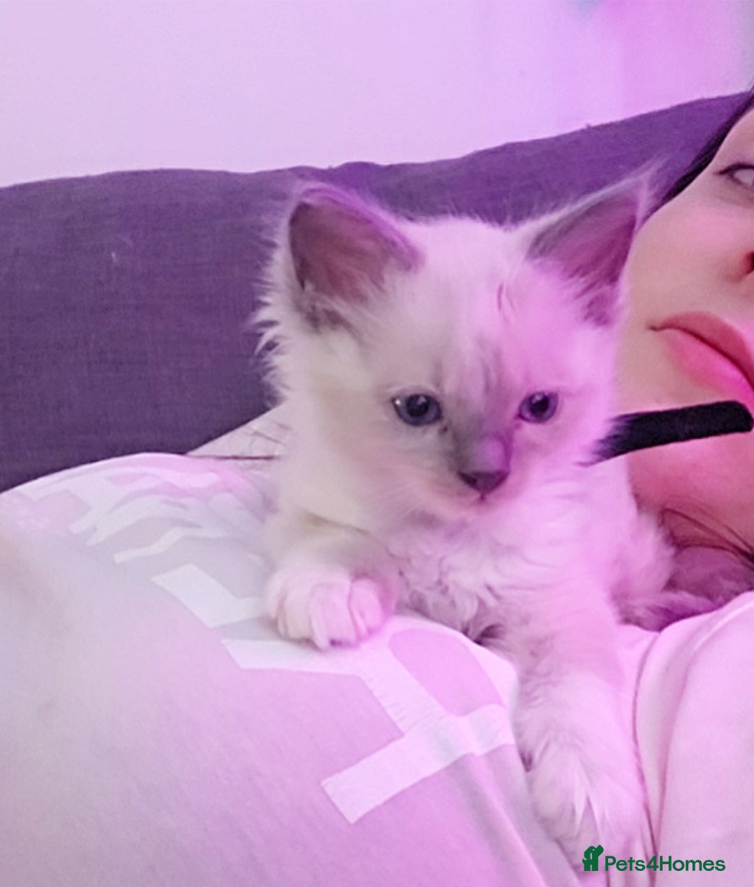 Ragdoll cats for sale: Ragdoll kitten Bluepoint beautiful  - Advert 5