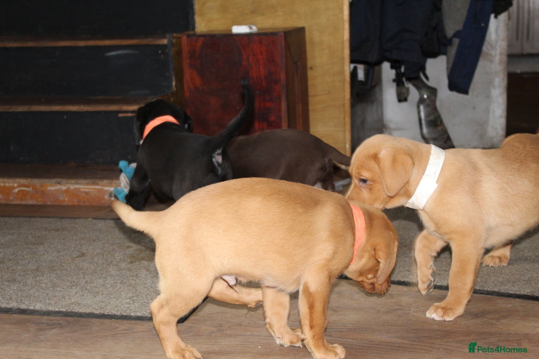 Labrador Retriever dogs for sale: Labrador Pupsfor Sale – Yellow, Chocolate, Black  - Image 26