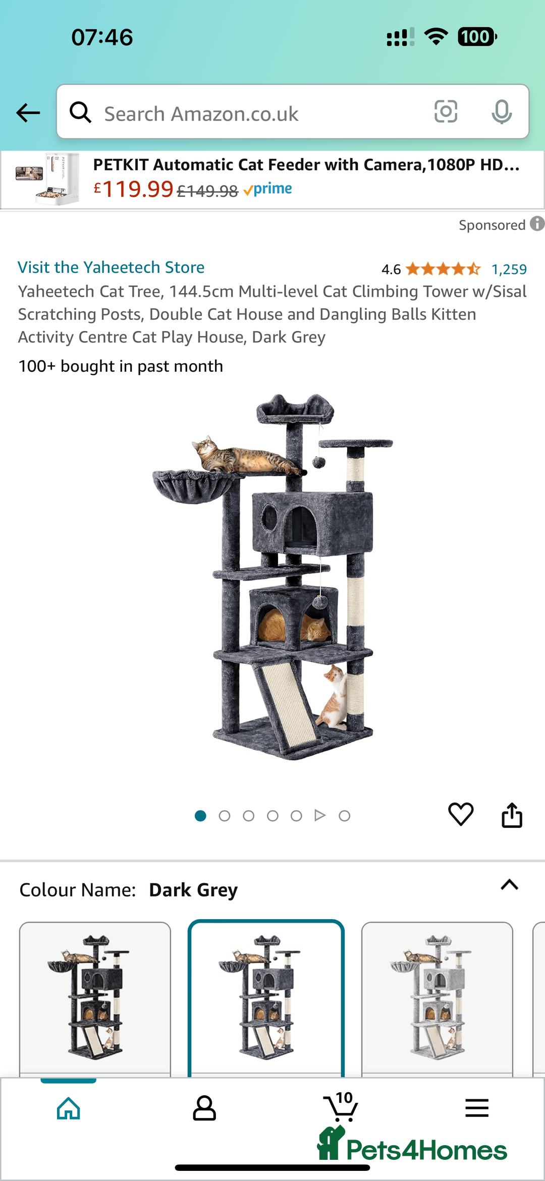 Ragdoll cats for sale: Beautiful Male Pure Full Breed Ragdoll Cat - Advert 9