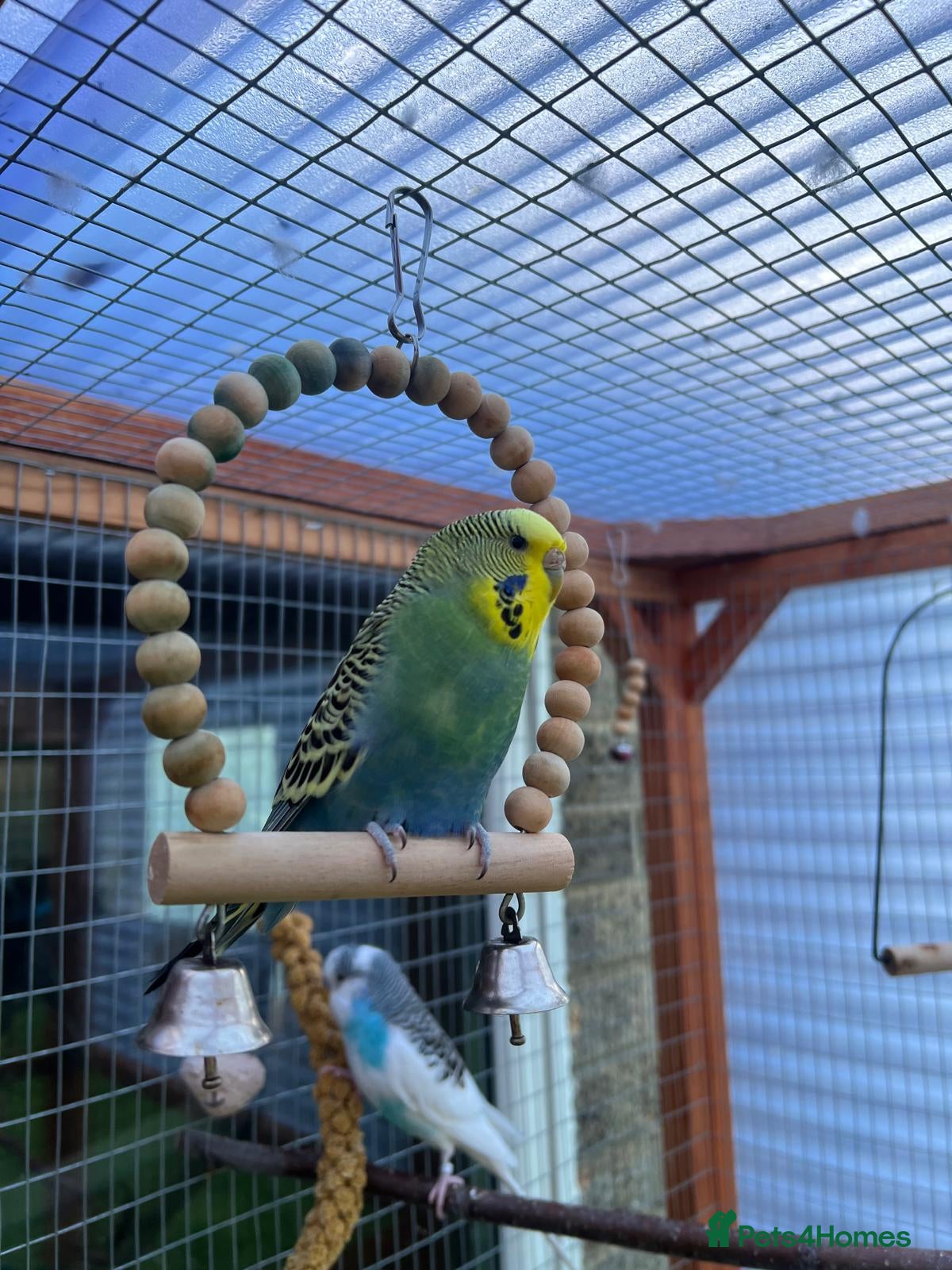 Budgerigars birds Girl Budgie looking for home (FREE) - Advert 6
