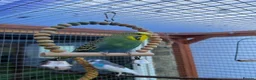 Budgerigars birds for sale: Girl Budgie looking for home (FREE) in Liverpool - Advert 1