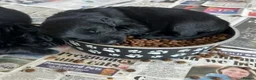 Flat coated Retriever dogs for sale: Ready now! Flat coated x Golden retriever pups. - Advert 26