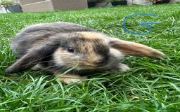 Mini Lop rabbits for sale: Mini Lop Male and Female Rabbits For Sale  - Image 23