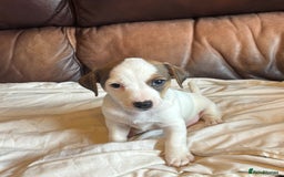 Jack Russell dogs for sale: Jack Russell puppies for sale - Image 5