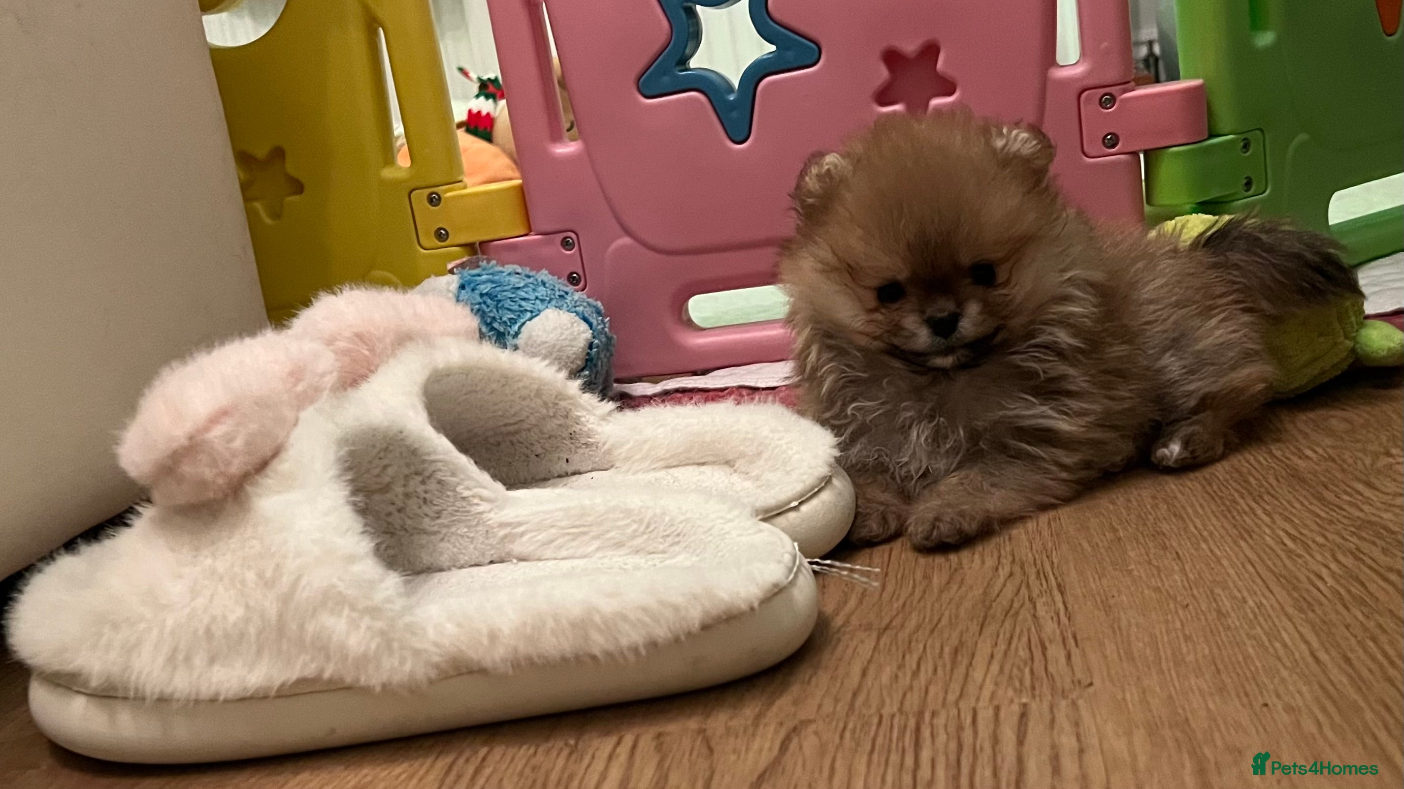 Pomeranian dogs ADORABLE PURE POMERANIAN KC - Advert 2