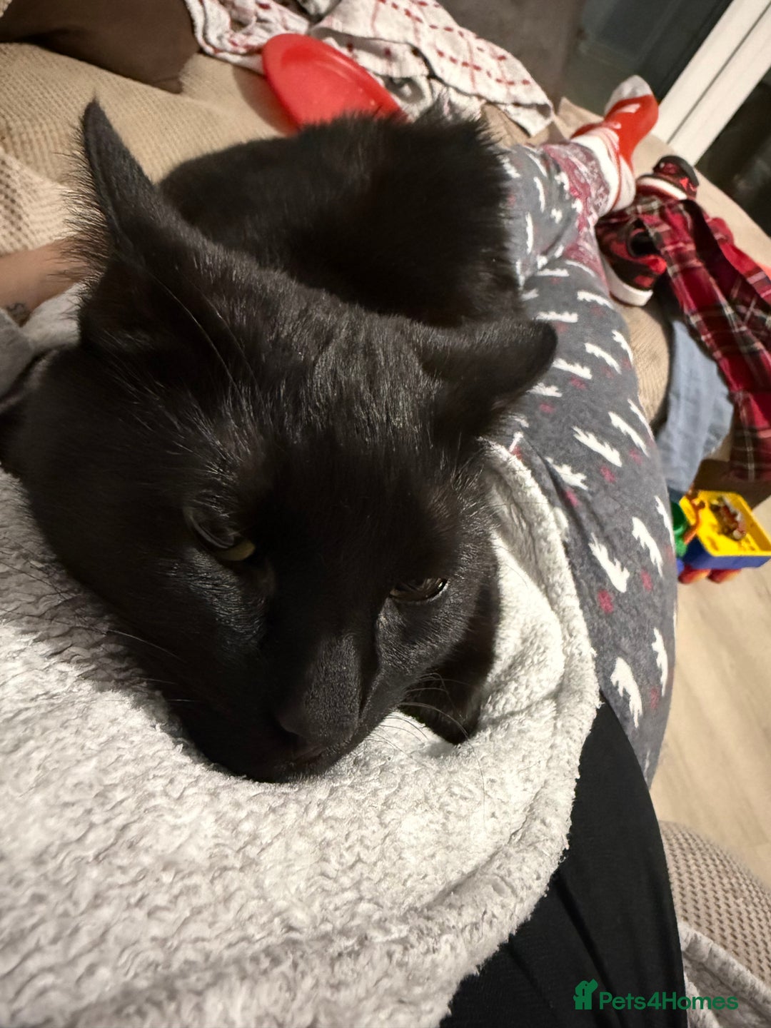 British Shorthair cats for sale: 2 male cats - Advert 3