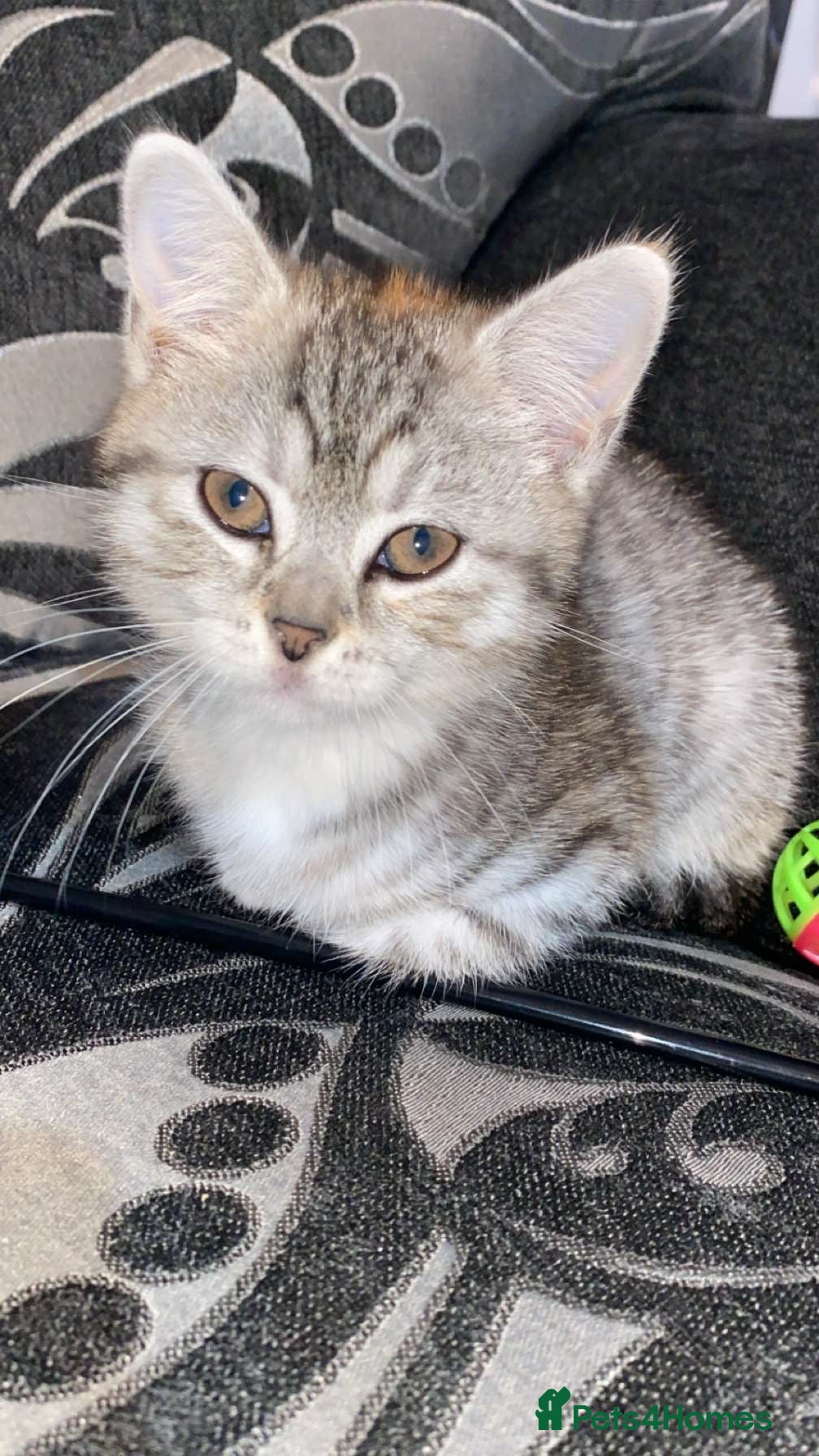 Mixed Breed cats Meet Chanel - She’s looking for a new home - Advert 1