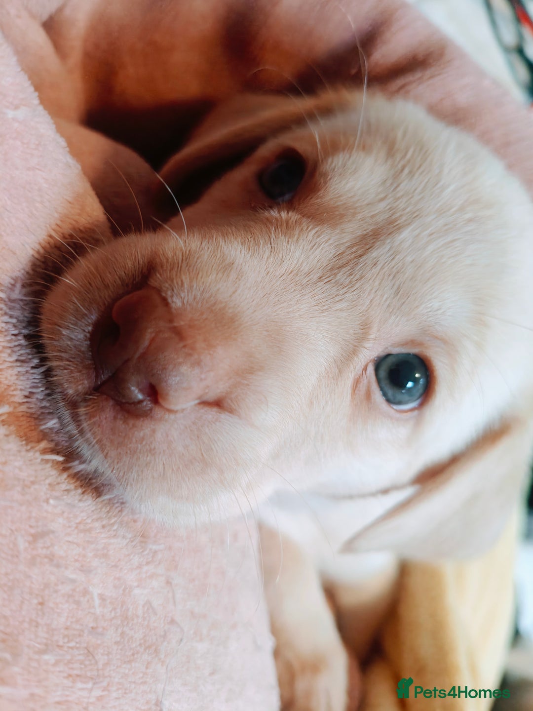Labrador Retriever dogs for sale: Quality KC reg labs (Rare blue eyes!) - Advert 29