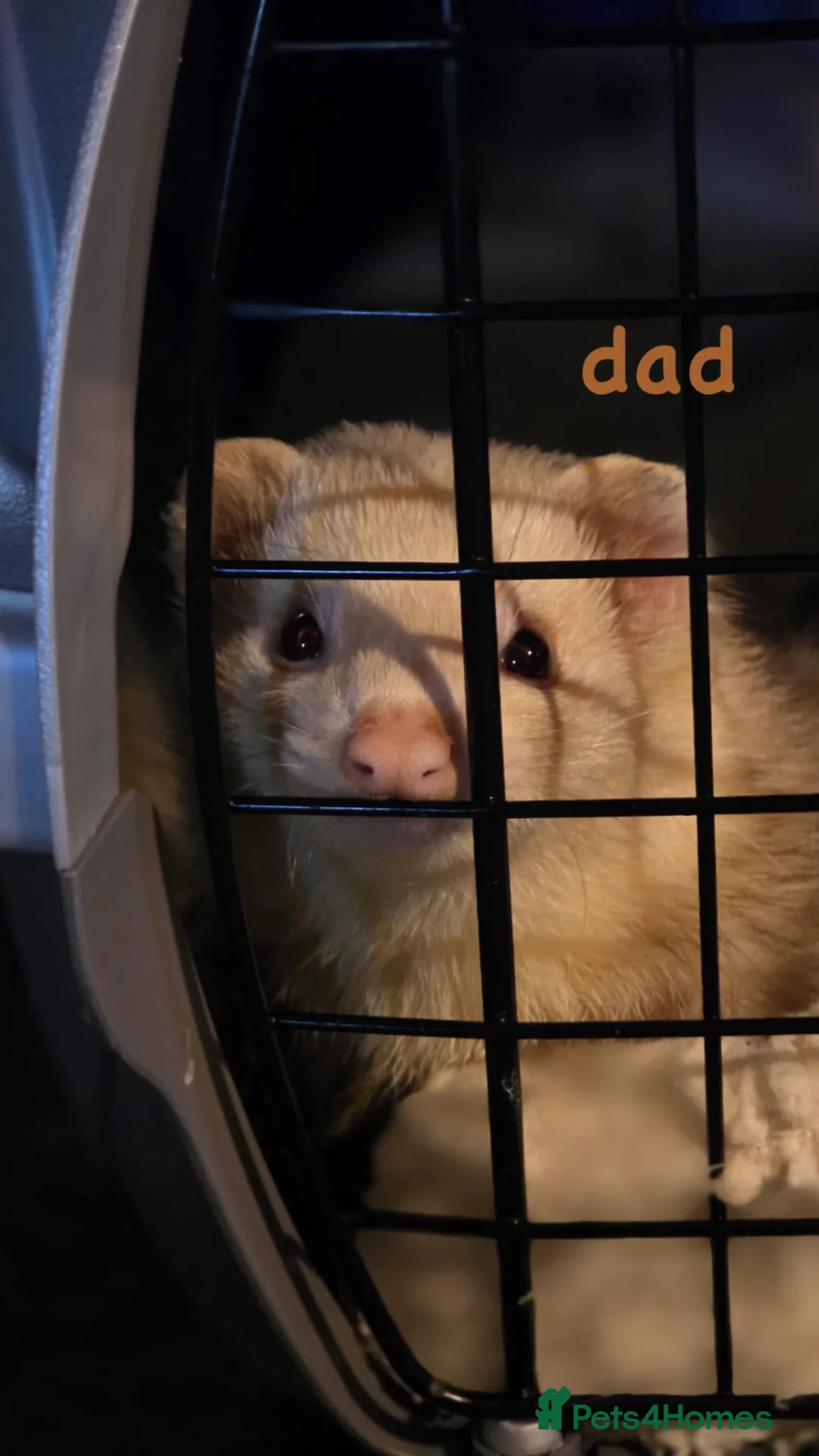Ferret rodents for sale: semi-angora kits ready July 2026 - Advert 3