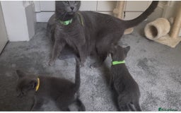 Russian Blue cats for sale: Russian Blue Kittens - Image 28