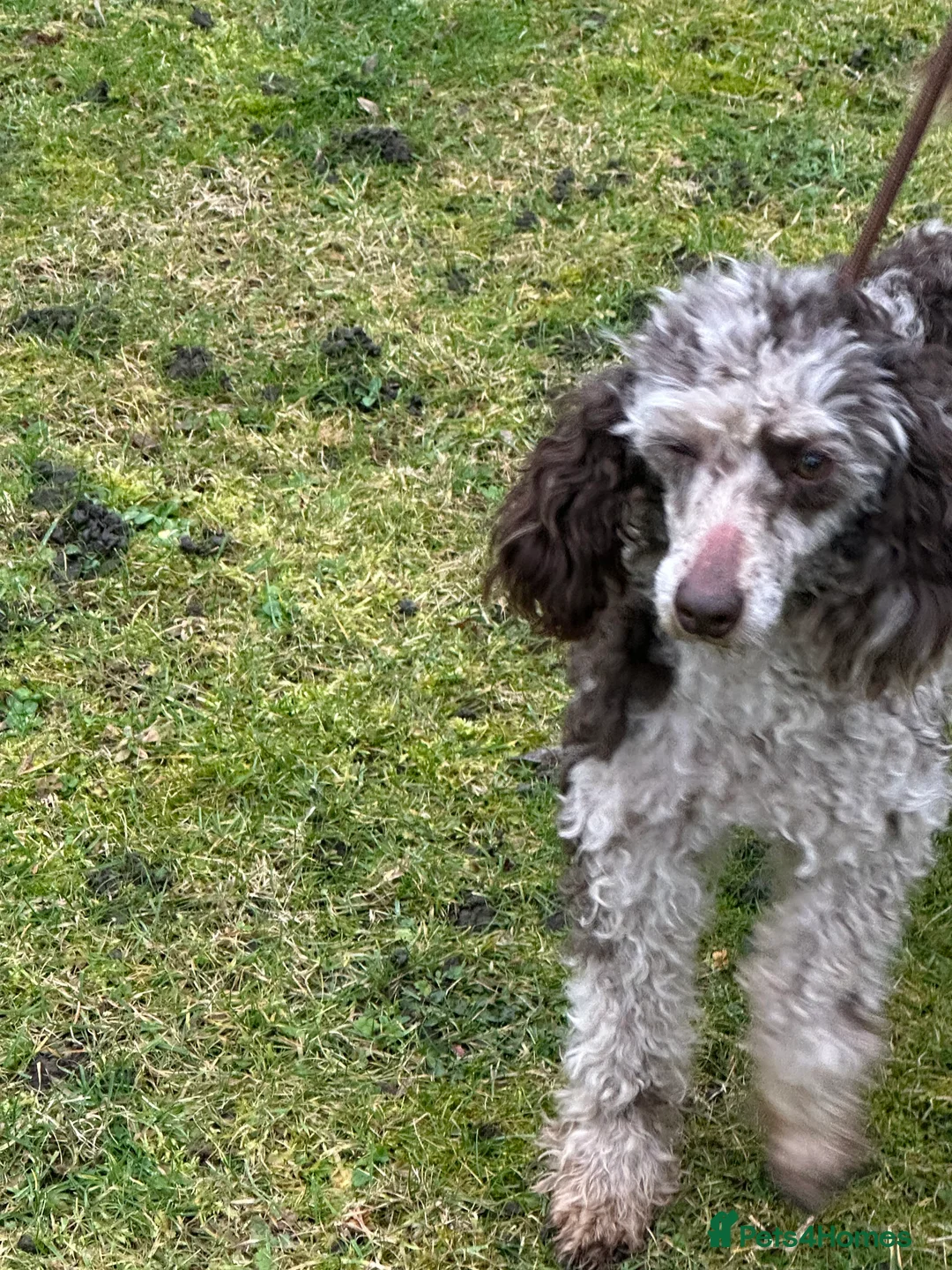 Miniature Poodle dogs for sale: Stunning looking male miniature poodle  - Advert 10