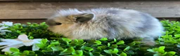 Mini Lion Lop rabbits for sale: Mini lion lops  - Advert 8