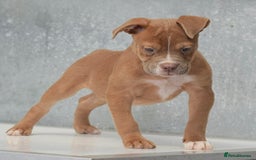 Old Tyme Bulldog dogs for sale: 5⭐️STAR RATED LICENSED🛑🛑READY TO LEAVE NOW, - Image 3