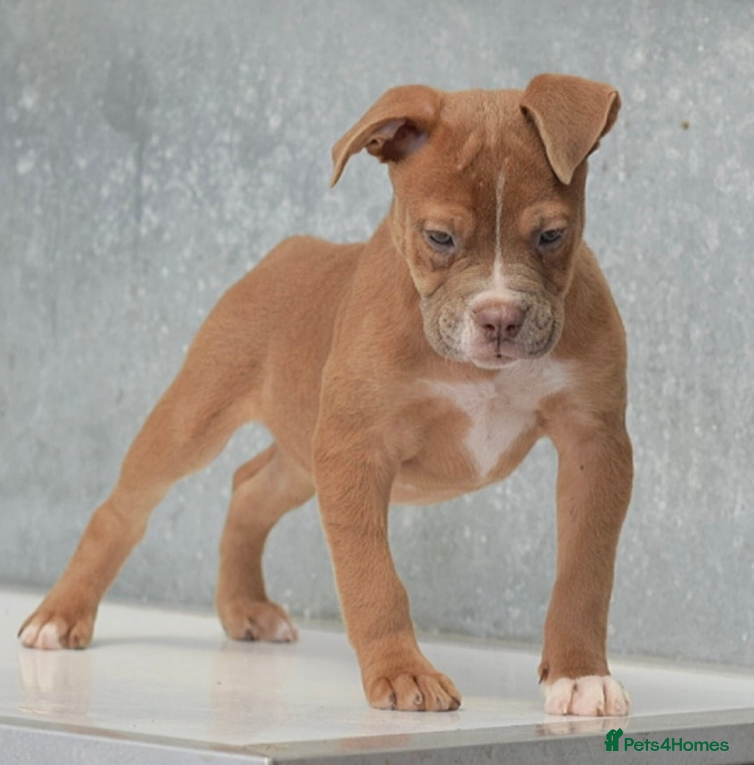 Old Tyme Bulldog dogs for sale: 5⭐️STAR RATED LICENSED🛑🛑READY TO LEAVE NOW, - Image 3