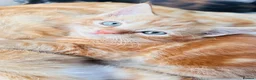 Mixed Breed cats for sale: Kittens 🐈‍⬛  - Advert 10
