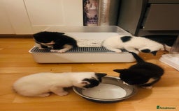 Mixed Breed cats for sale: Beautiful kitten ready to go to new home - Image 2