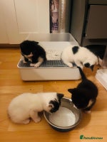 Mixed Breed cats Beautiful kitten ready to go to new home - Advert 14