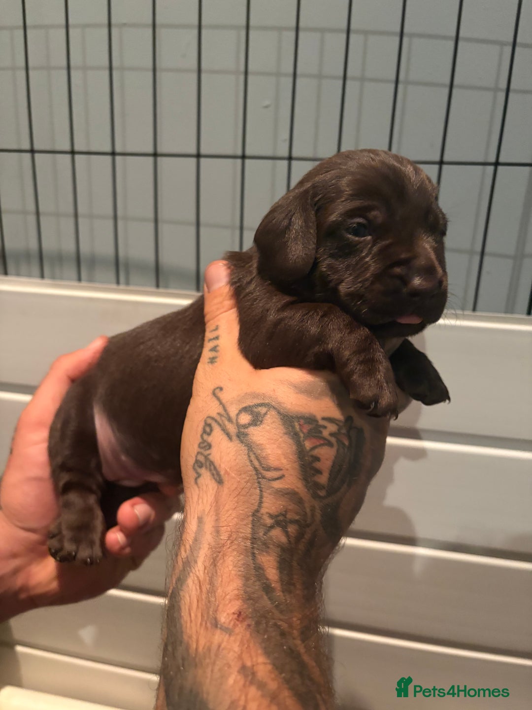 Labradoodle dogs for sale: Stunning labradoodle puppies  - Image 10