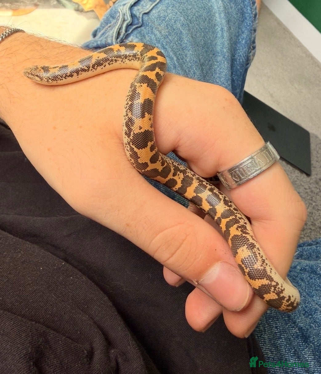 Boa Snake reptiles Female Kenyan sand boa, 46% Dodoma-Het anary - Advert 2