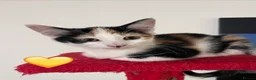 Mixed Breed cats for sale: 😻💚🩵💙🧡💛😻 - Advert 5