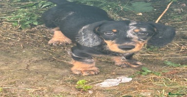 Miniature Dachshund dogs in Harrogate - Advert 2