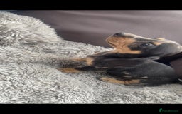 Dachshund dogs for sale: READY to leave dachshund puppy’s for sale  - Image 16
