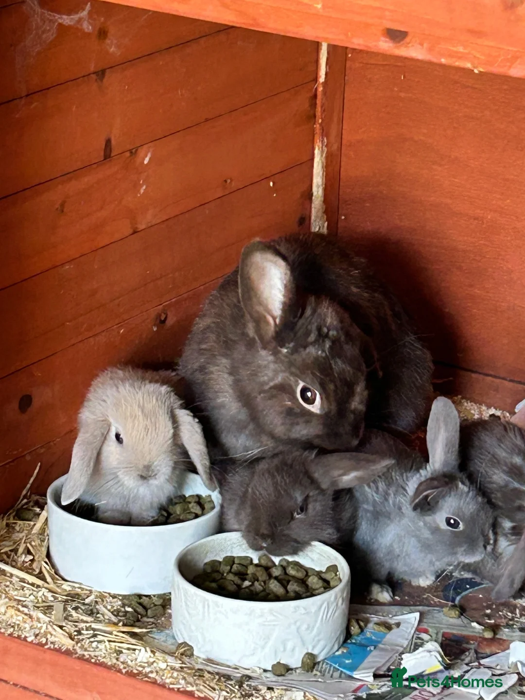 Mixed Breed rabbits for sale: 3 male lop mixed breed - Advert 9