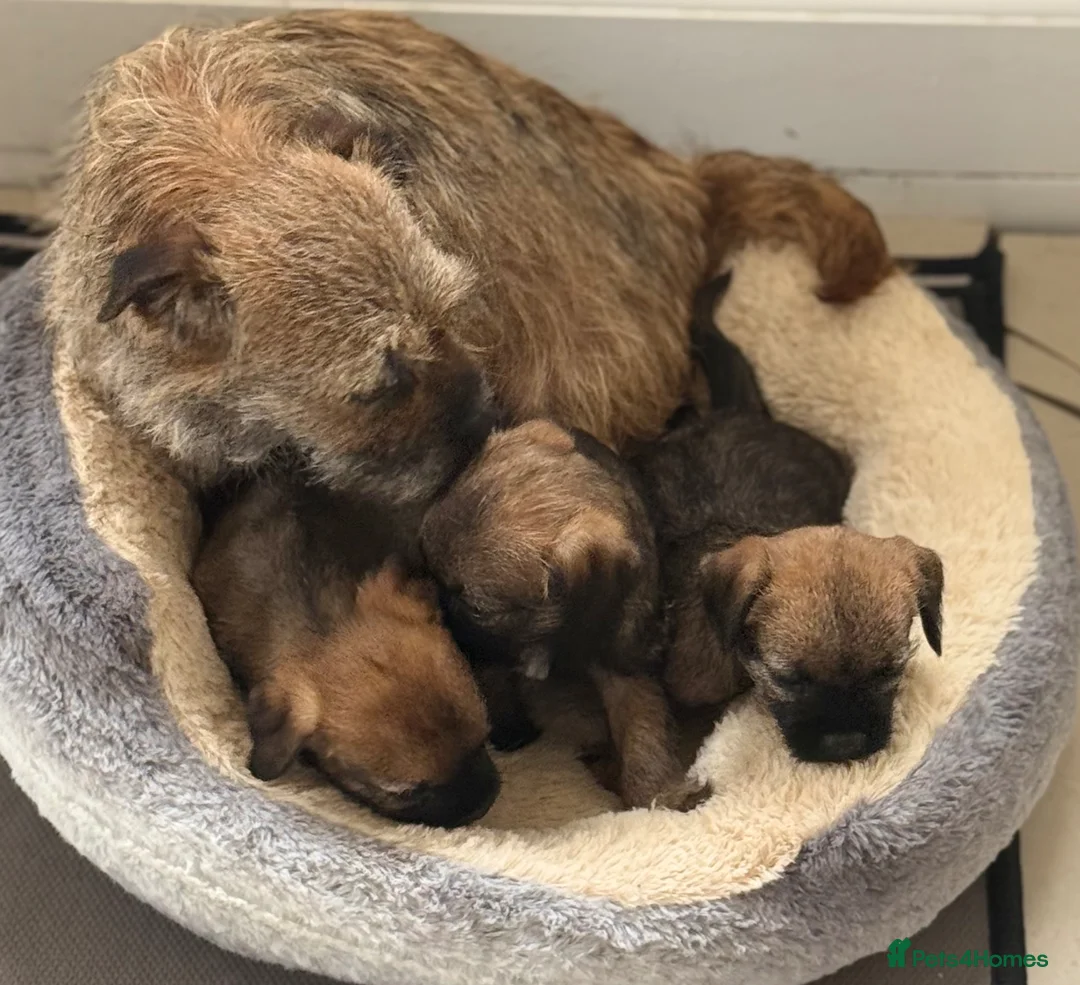 Border Terrier dogs for sale: Beautiful border terrier Puppys  - Advert 1