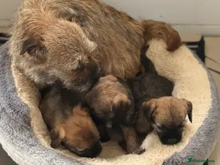 Border Terrier dogs Beautiful border terrier Puppys - Advert 2