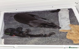 Staffordshire Bull Terrier dogs for sale: Staffordshire bull terrier  - Advert 21