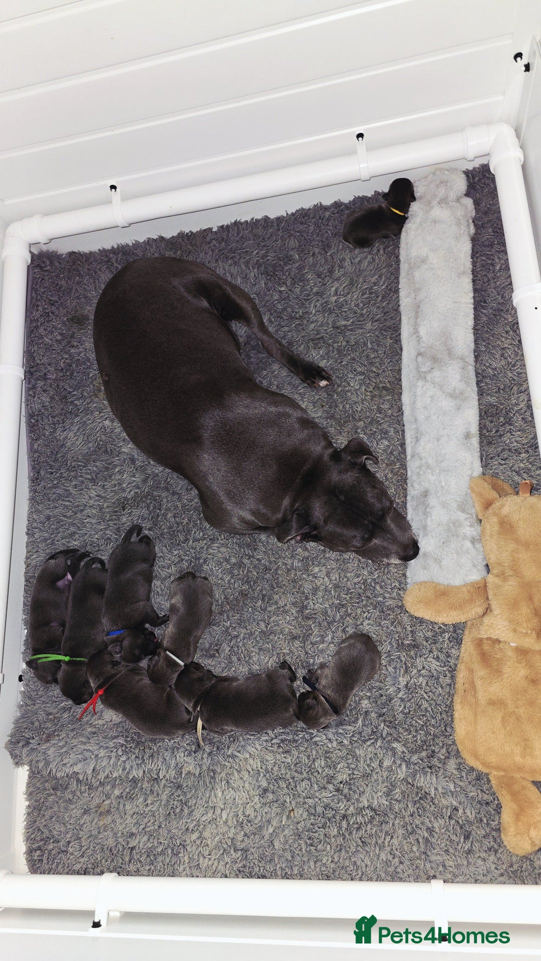 Staffordshire Bull Terrier dogs for sale: Staffordshire bull terrier  - Advert 21