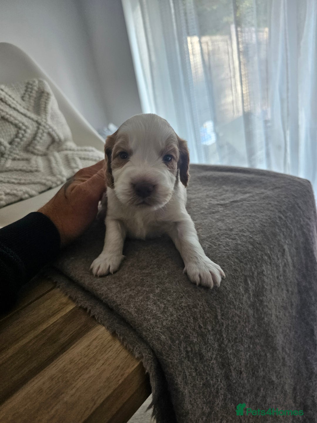 Cockapoo dogs for sale: Stunning cockapoo puppies - Image 7