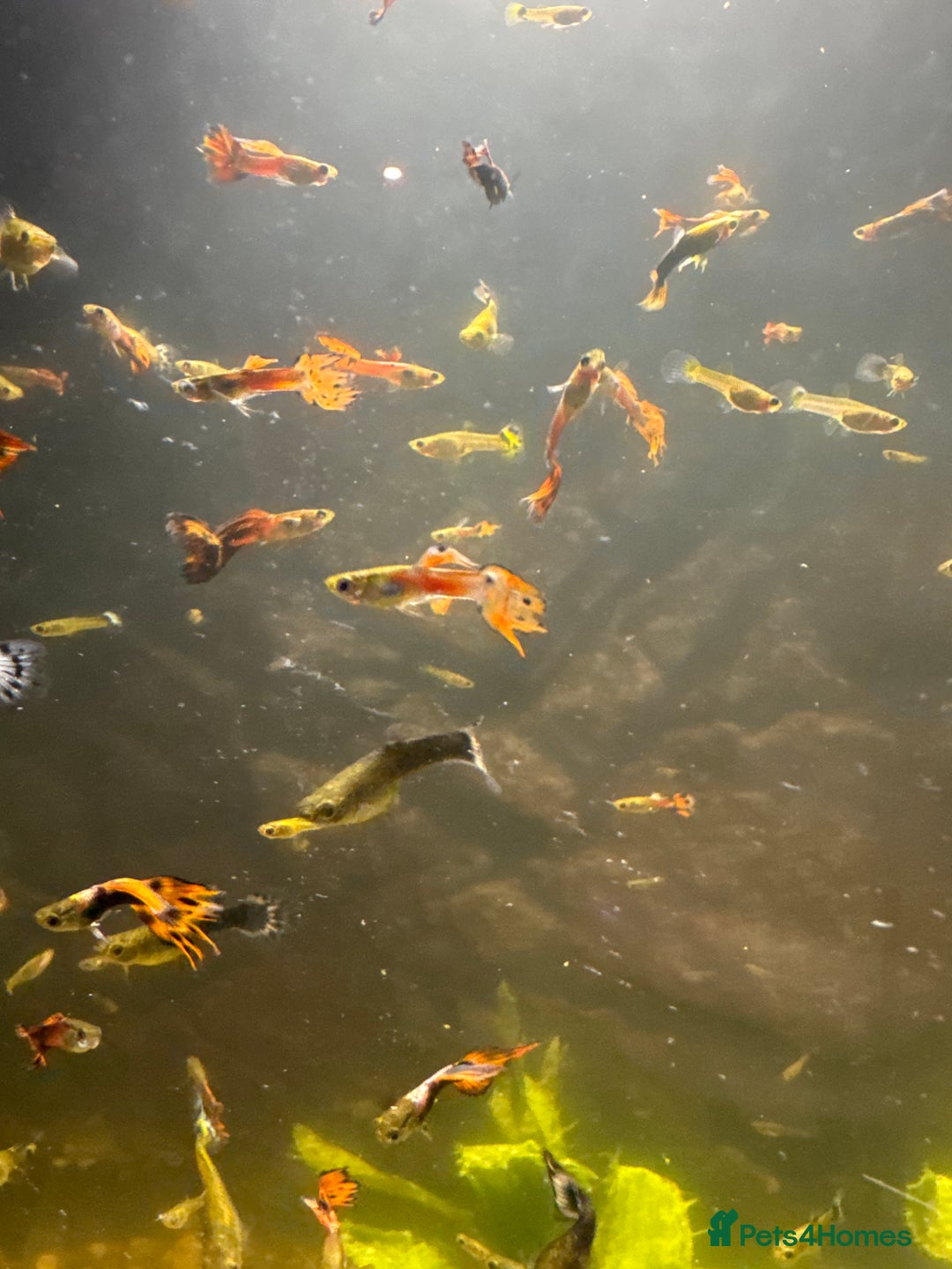 Other/Mixed Breed fish for sale: Guppies - Advert 2