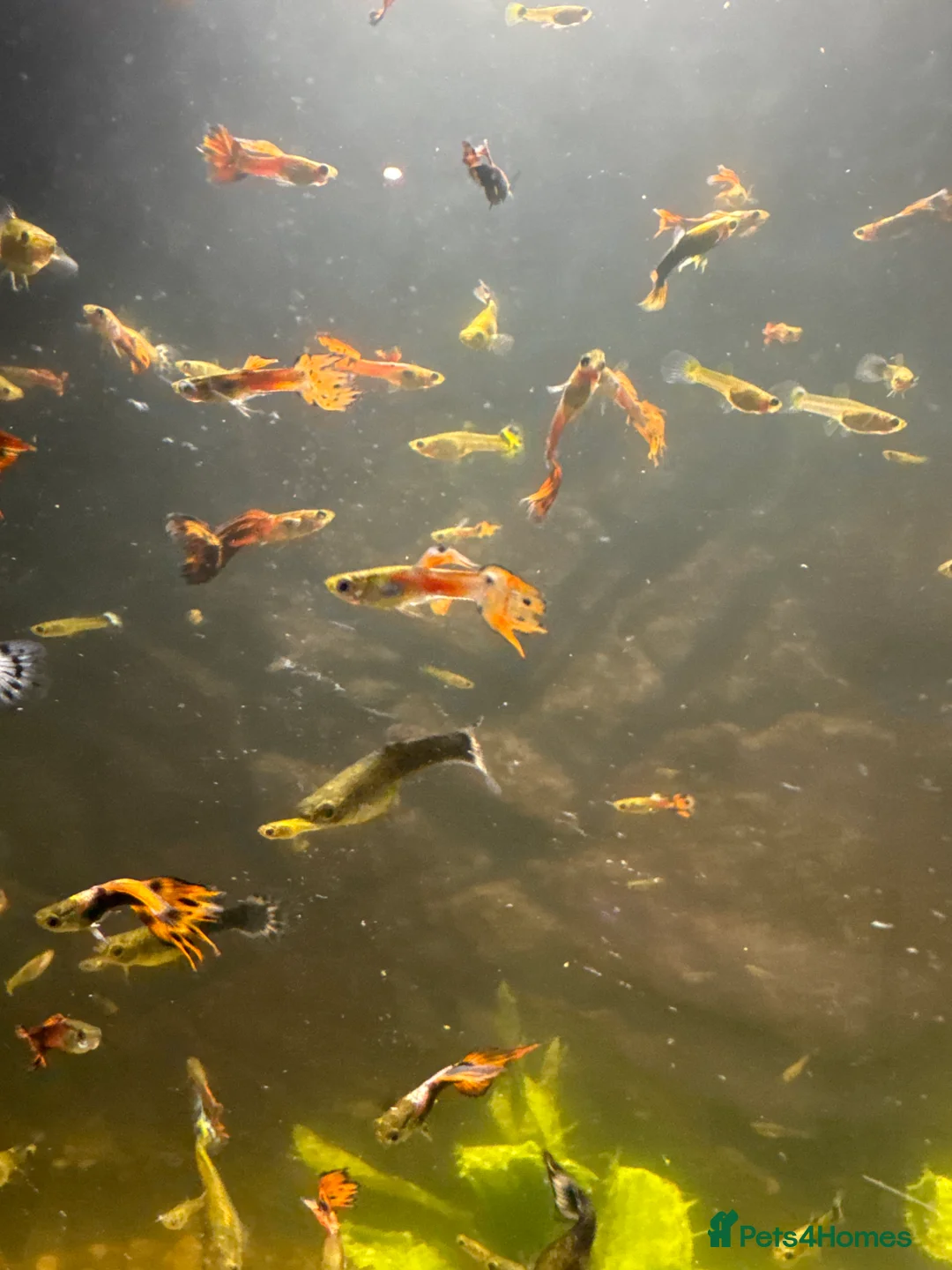 Other/Mixed Breed fish for sale: Guppies - Advert 2