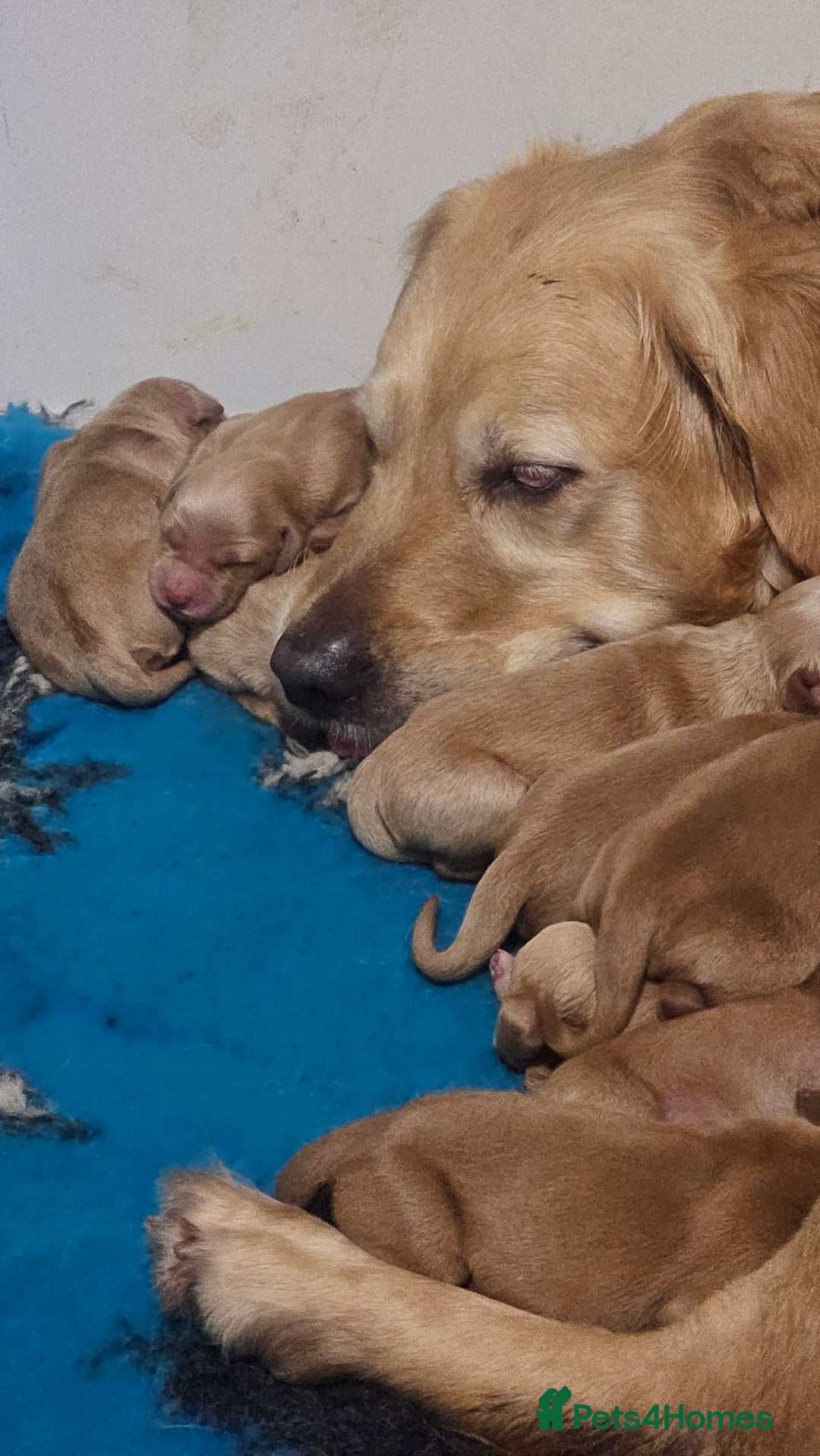 Golden Retriever dogs for sale: Amazing shades long awaited litter - Advert 5