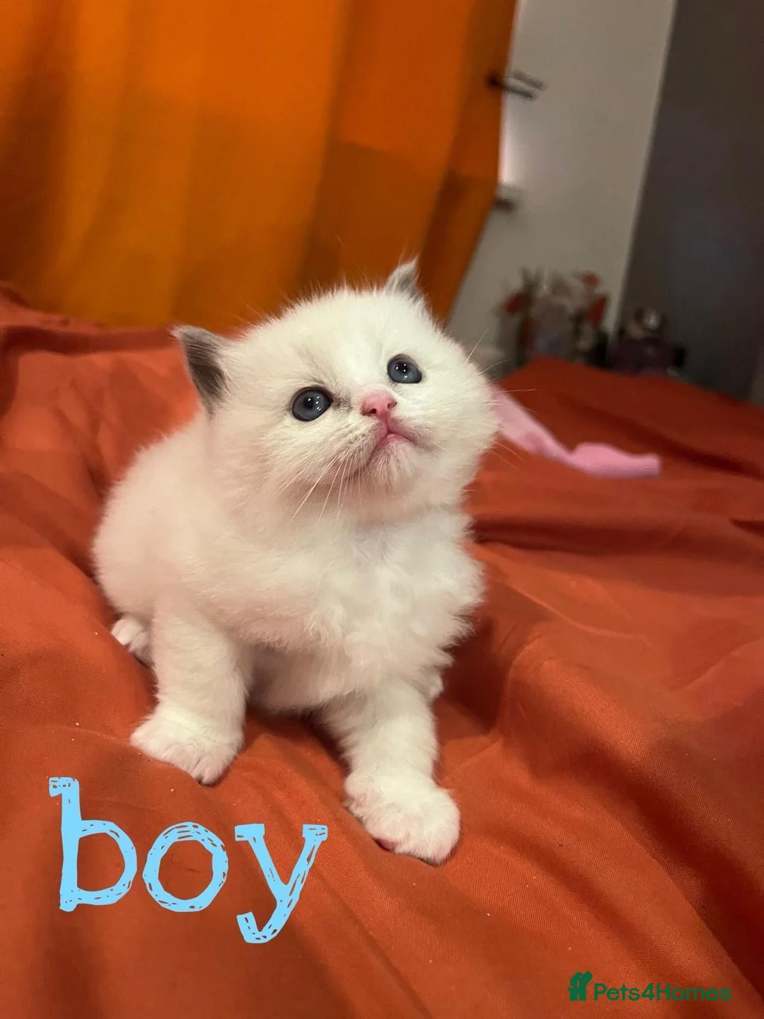 Ragdoll cats for sale: Beautiful Purebred Ragdoll Kittens for sale  - Advert 5
