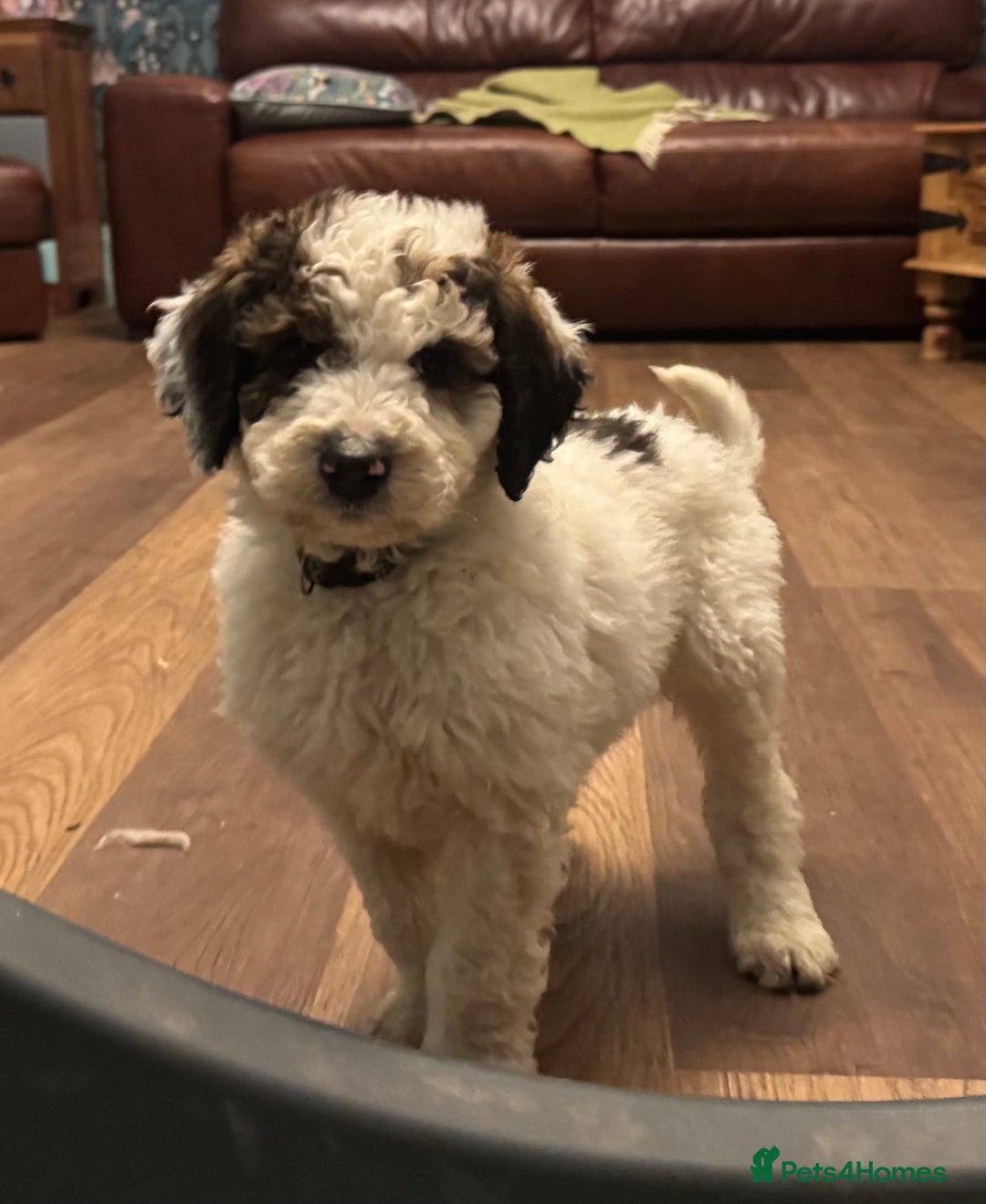 Bernedoodle dogs for sale: Bernedoodle F1B puppies - Advert 7