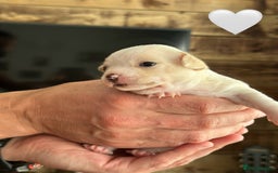 Chihuahua dogs for sale: 6 Gorgeous Chihuahua Puppies 🐶💙🩷🩷🩷🩷💙  - Image 28