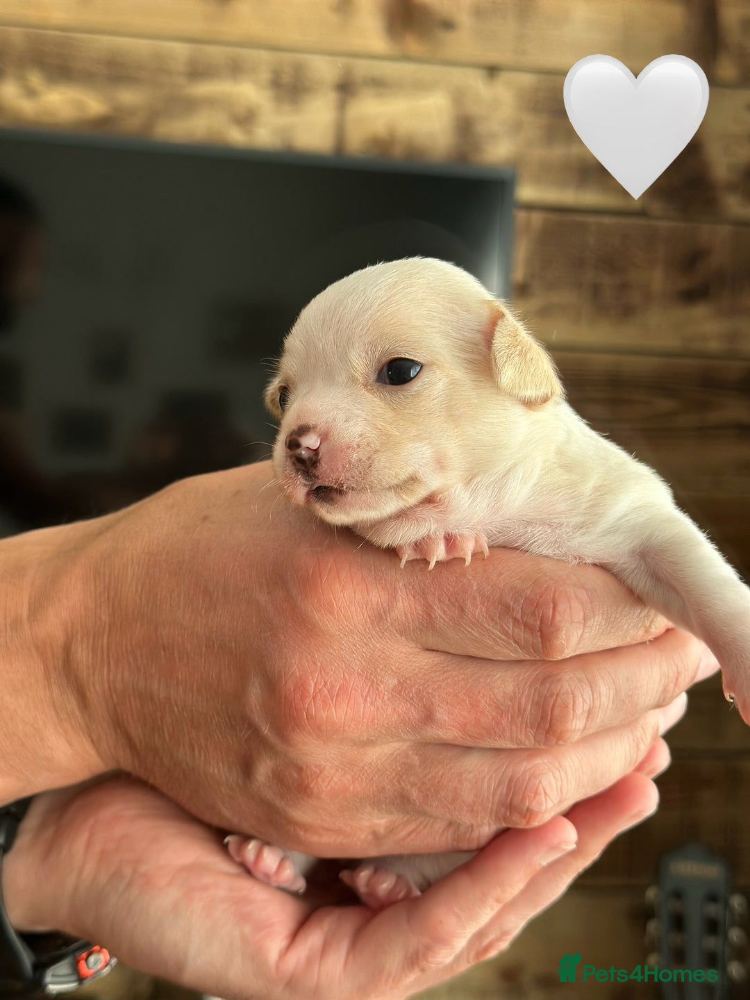 Chihuahua dogs for sale: 6 Gorgeous Chihuahua Puppies 🐶💙🩷🩷🩷🩷💙  - Image 28