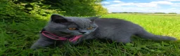 British Shorthair cats for sale: Ready to go. Gccf registered blue BSH kittens - Advert 16