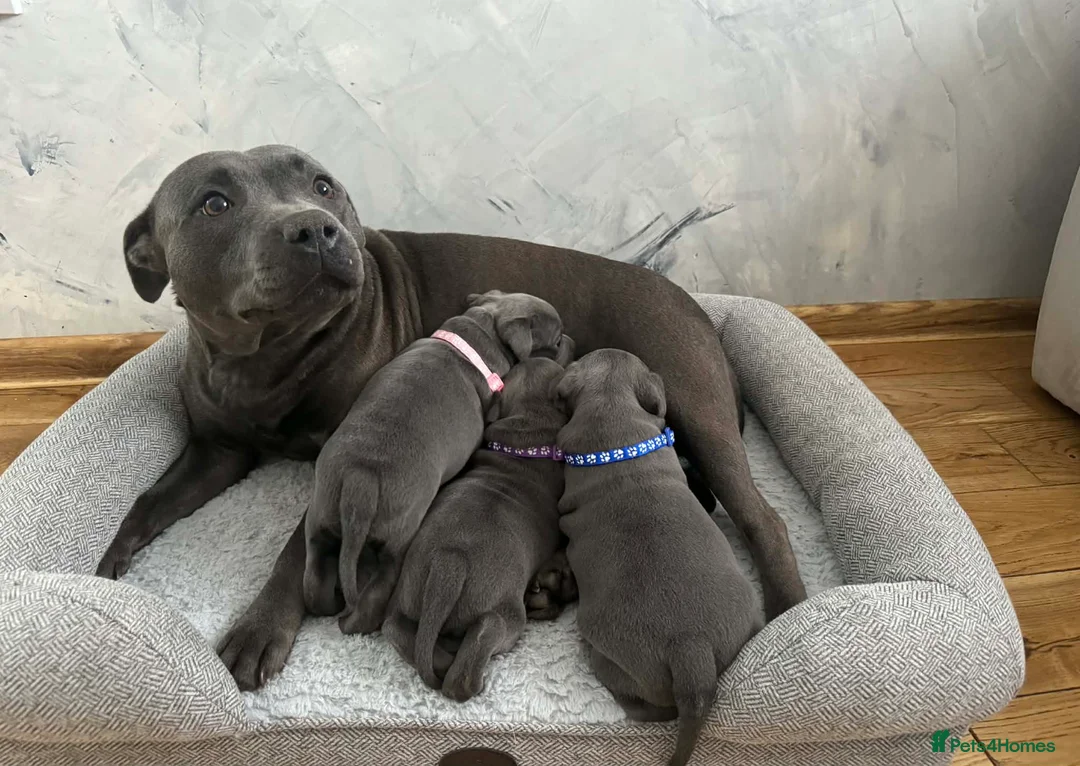 Staffordshire Bull Terrier dogs for sale: KC Registered Staffordshire bull terriers - Advert 2