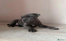 Staffordshire Bull Terrier dogs for sale: BLUEDOGCITY PHARON AT BULLSCAFF X WEDNESDAY ADDAMS - Image 18