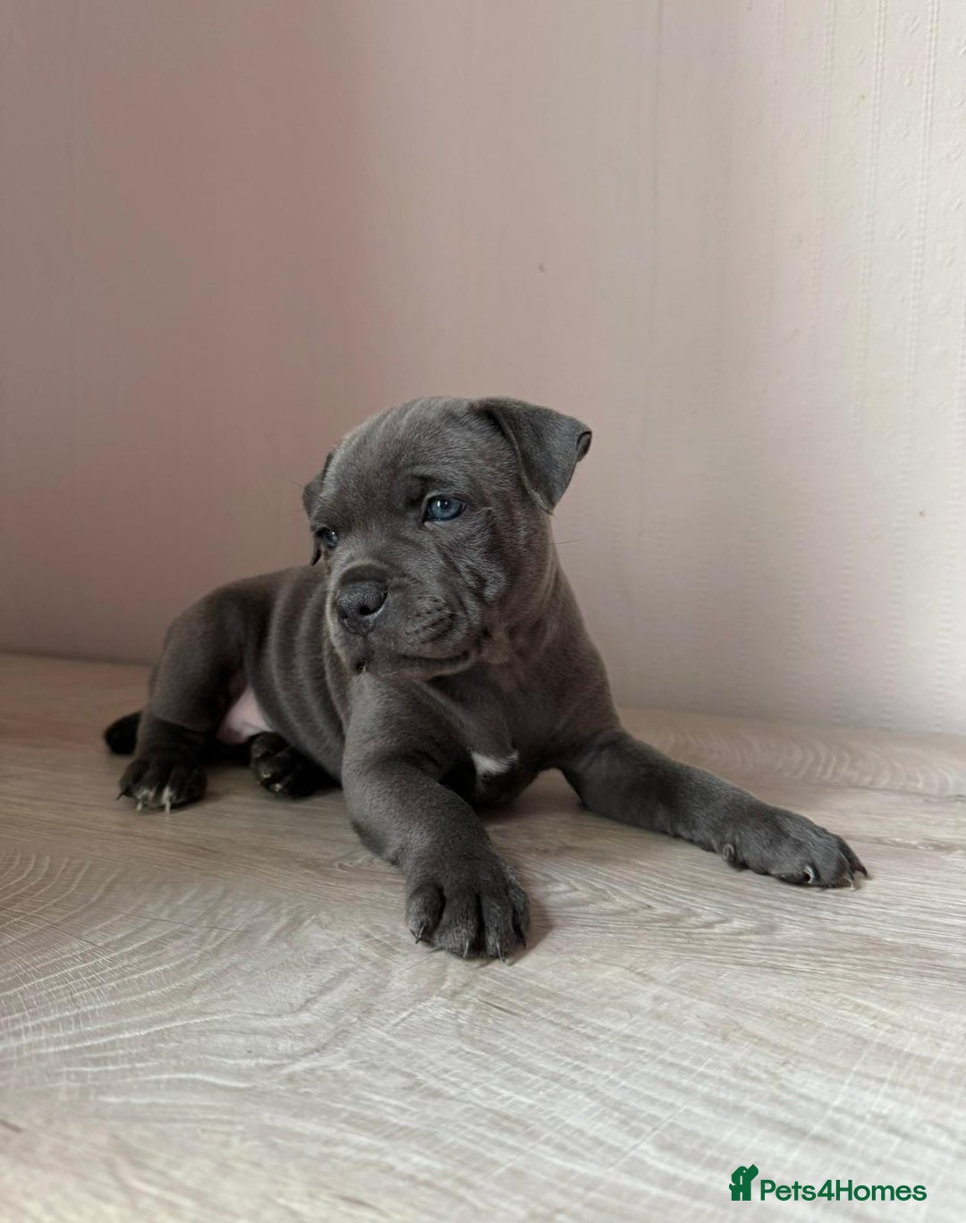 Staffordshire Bull Terrier dogs for sale: BLUEDOGCITY PHARON AT BULLSCAFF X WEDNESDAY ADDAMS - Image 18