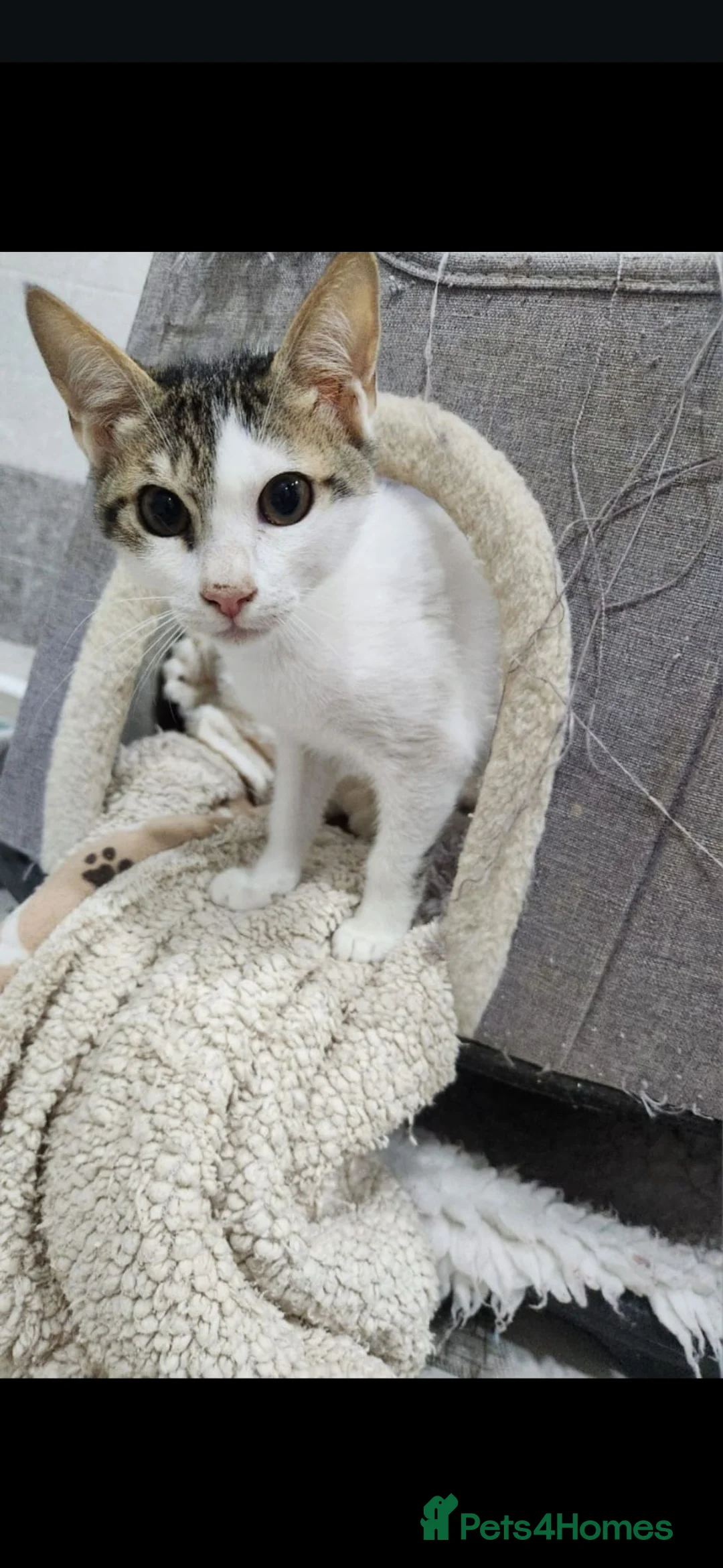 Arabian Mau cats for adoption: Jimmy - Advert 1